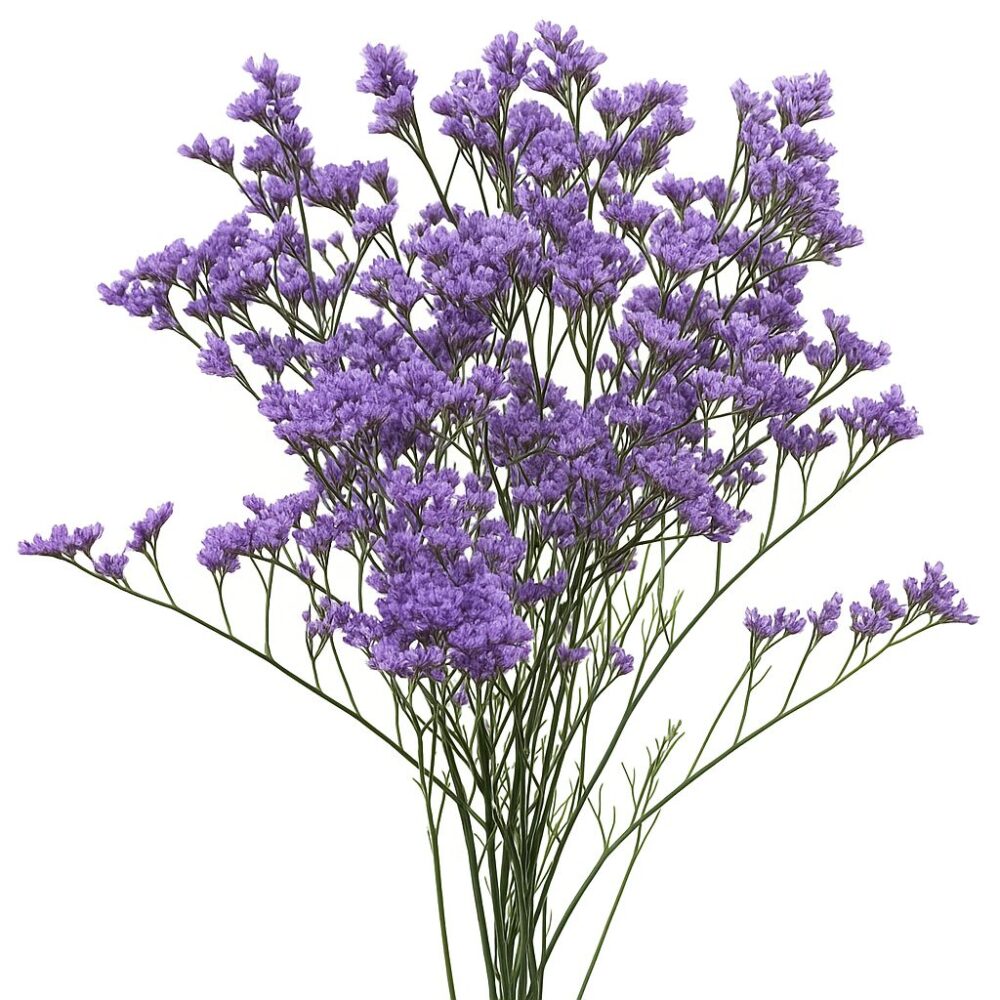 limonium premium limonium premium limonium premium blue