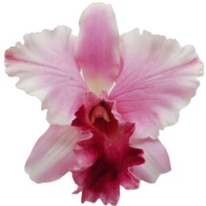 Luxury Cattleya Orchids