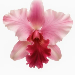 Luxury Cattleya Orchids