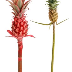 Mini-PineApple (Dwarf or Baby)