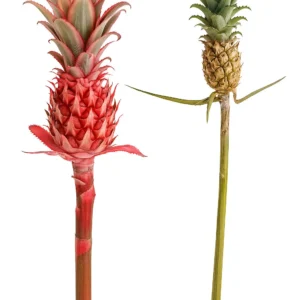 Mini-PineApple (Dwarf or Baby)