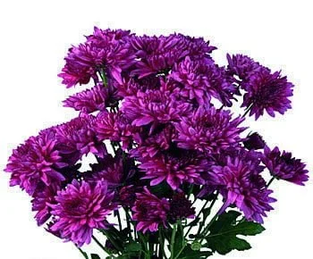 Button Pom Flowers - Assorted, Chrysanthemum, Flowers For Sale