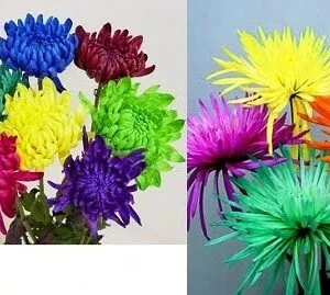 Poms Tinted (Premium dyed)