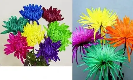 poms tinted premium dyed tinteddisbudmums