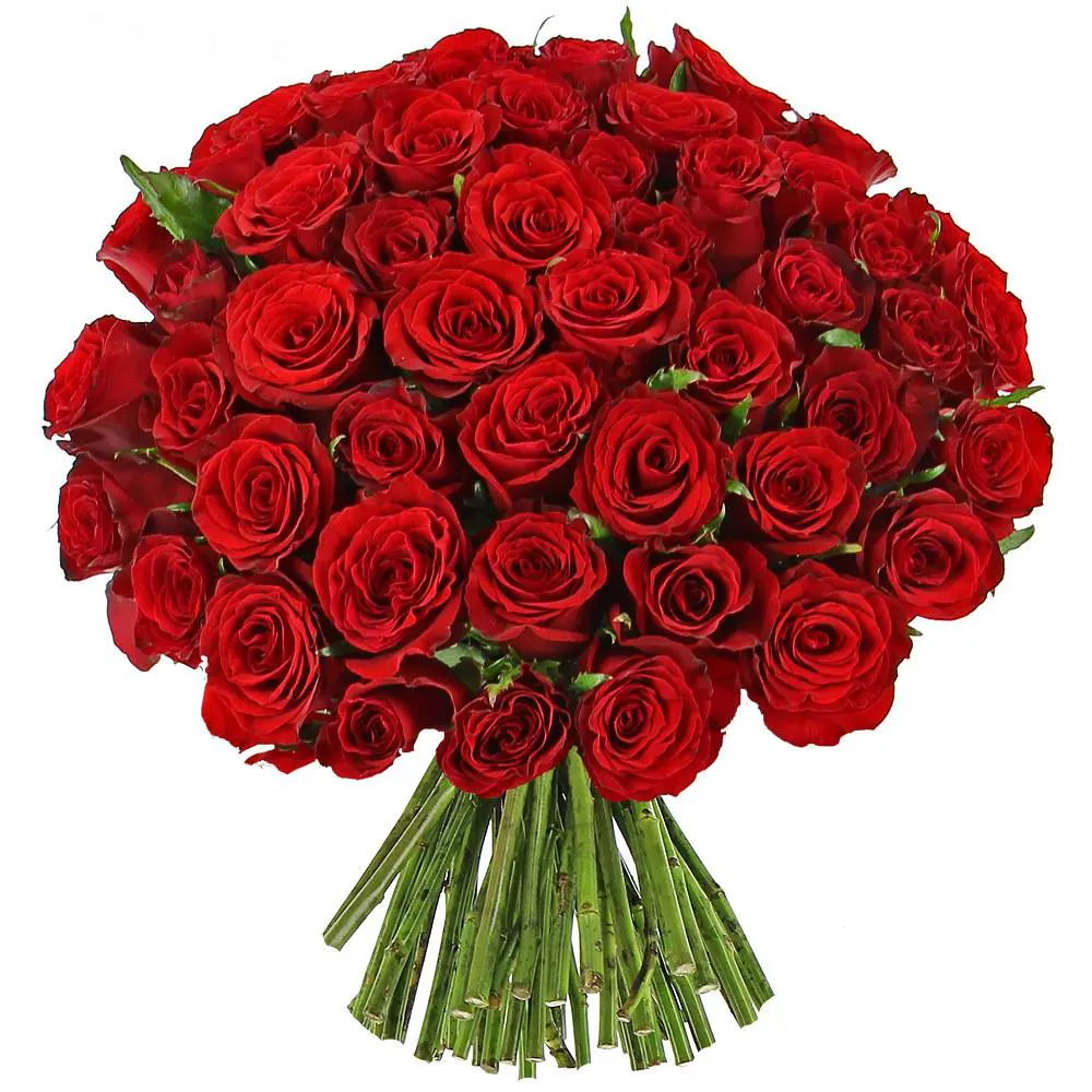 roses 16 inches length bouquet roses rouges