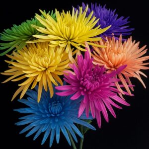 Spider Mums Tinted