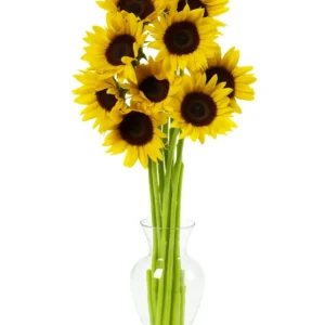 Sunflowers Petite or Regular
