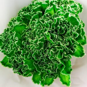Tinted Green Carnation