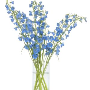 Delphinium - Larkspur Blue