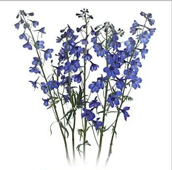 delphinium larkspur blue delphiniumflowers