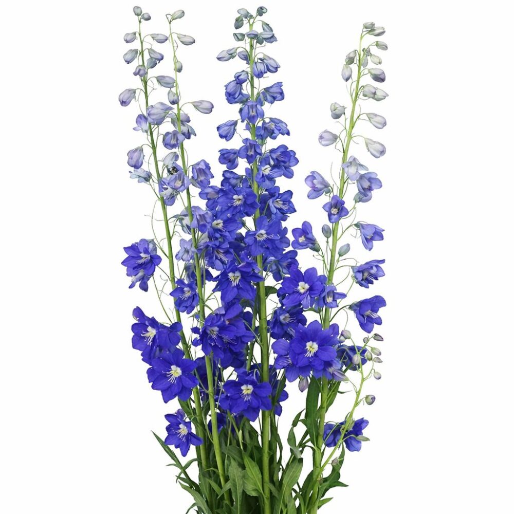 delphinium larkspur dark blue delphinium larkspur dark blue dark blue delphinium cgpt