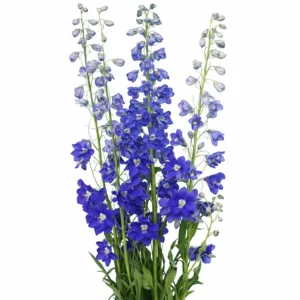 Delphinium - Larkspur Dark Blue
