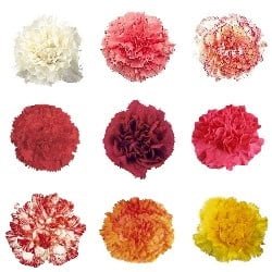 Cheap Bi-Color Spray Carnation Flowers