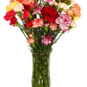 Fresh Carnation Mini