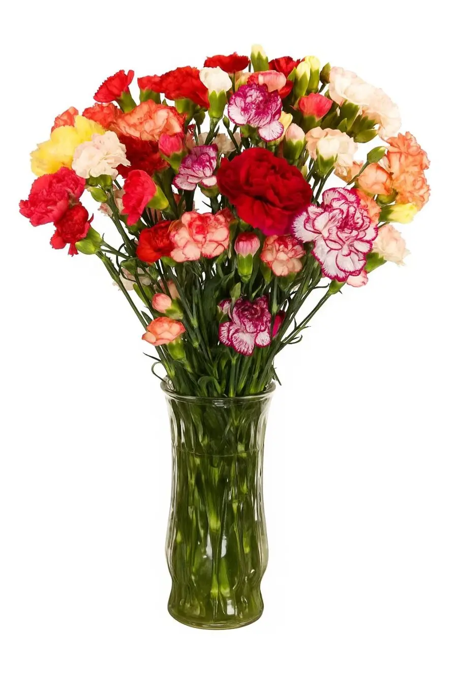 fresh carnation mini fresh carnation mini carnation full principal