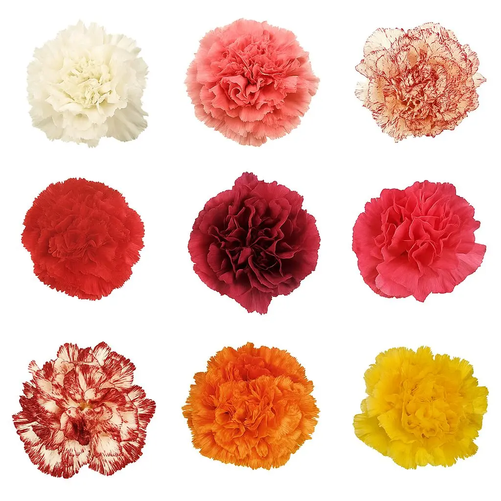 Fresh Carnation Mini - Image 2