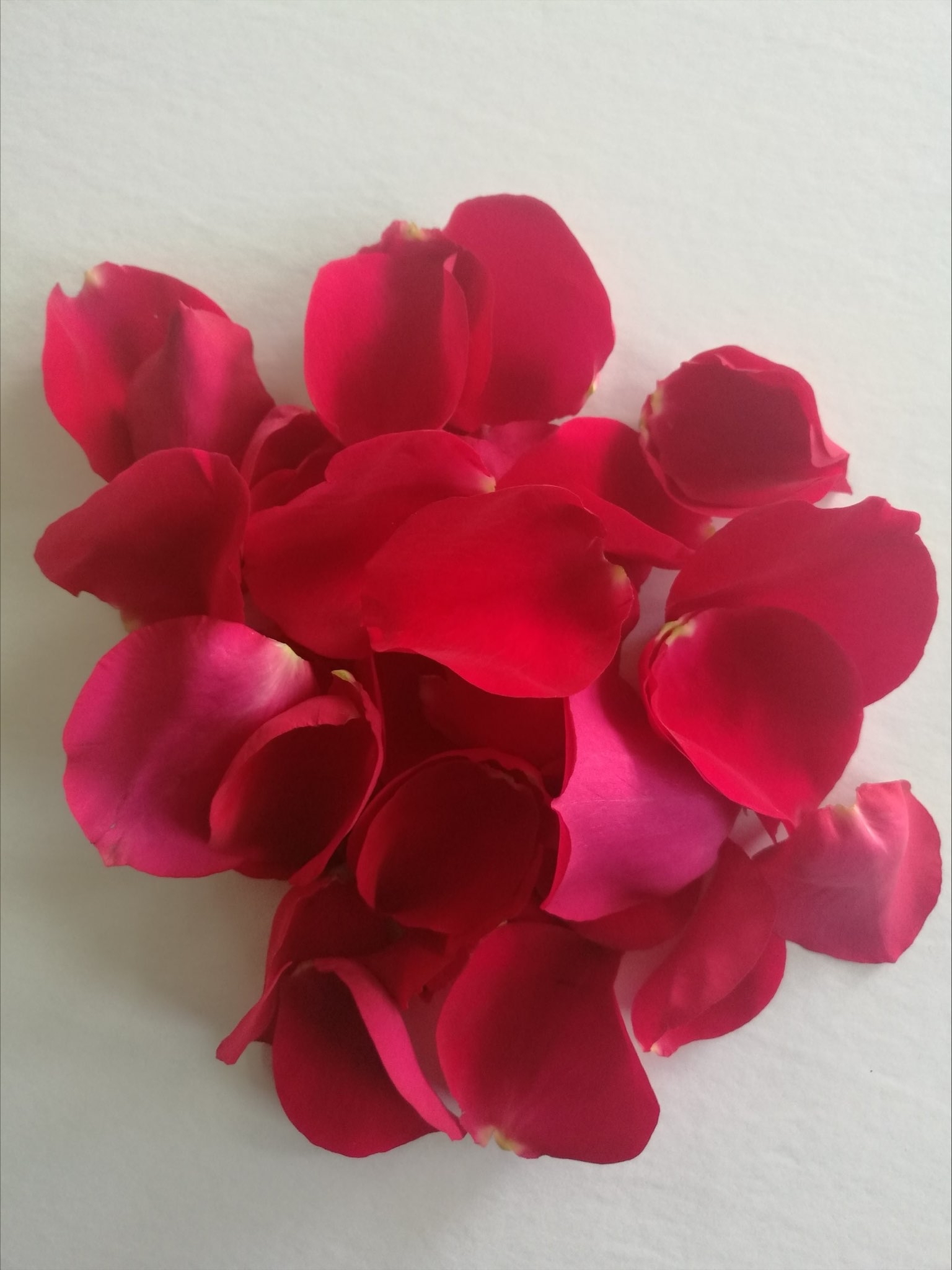 Rose Flower Petals - Red