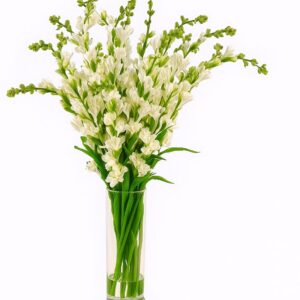 Fresh Tuberoses (Premium)
