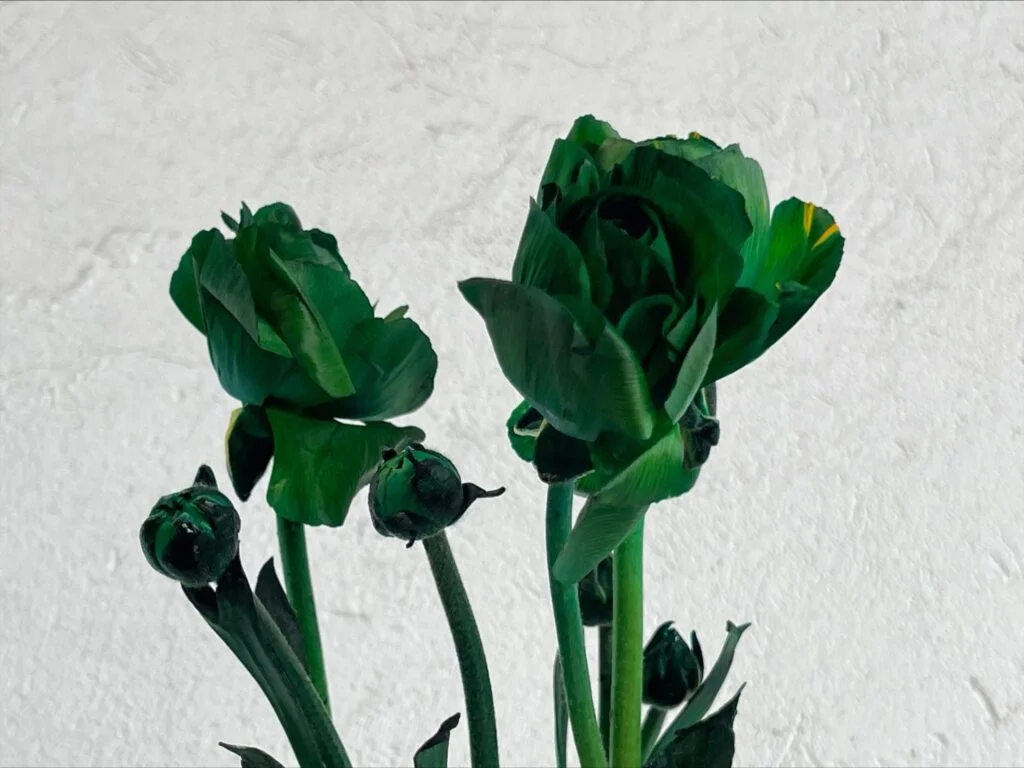 ranunculus green tinted amazonflowers.us ranunculo green tinted 3a3c25f3 50a0 4a2e 9f17 0f8694019847 1536x1152 1