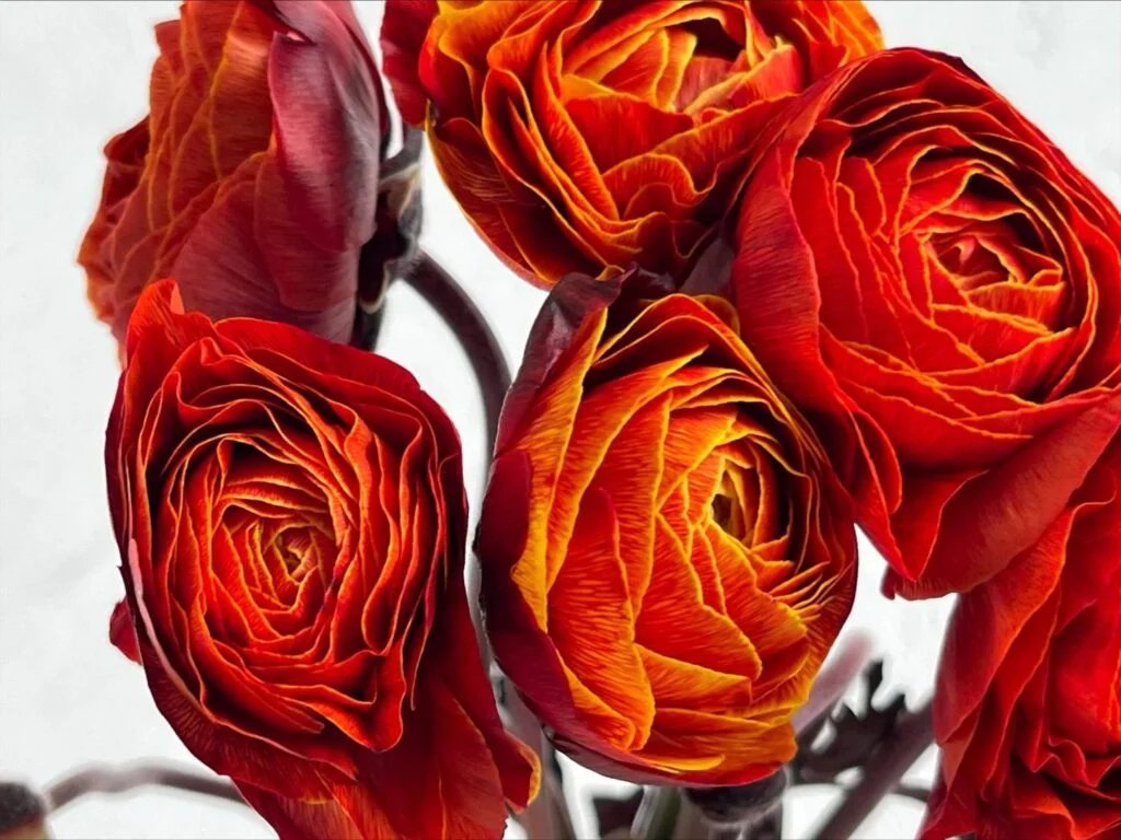 ranunculus orange tinted amazonflowers.us ranunculo dark orange 158b5ea5 5e08 4c50 b24d b9b009eee54a 1536x1152 1