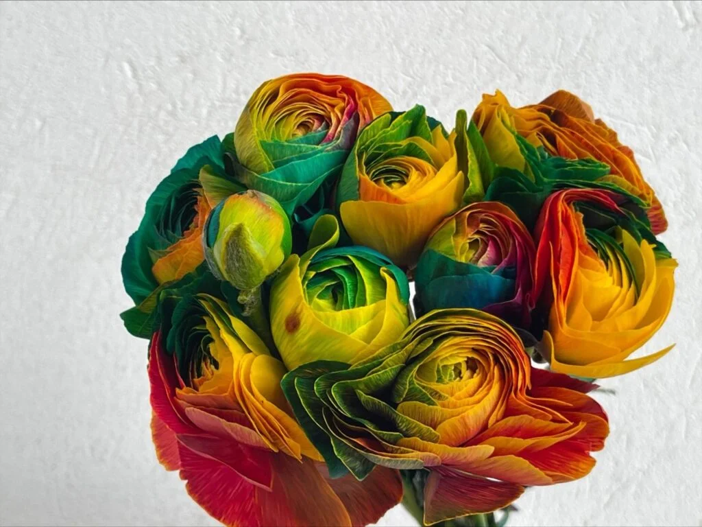 ranunculus rainbow amazonflowers.us ranunculo rainbow 1afc96a0 4dc4 4982 b9ef 36dcdc834f06 1 1536x1152.bk