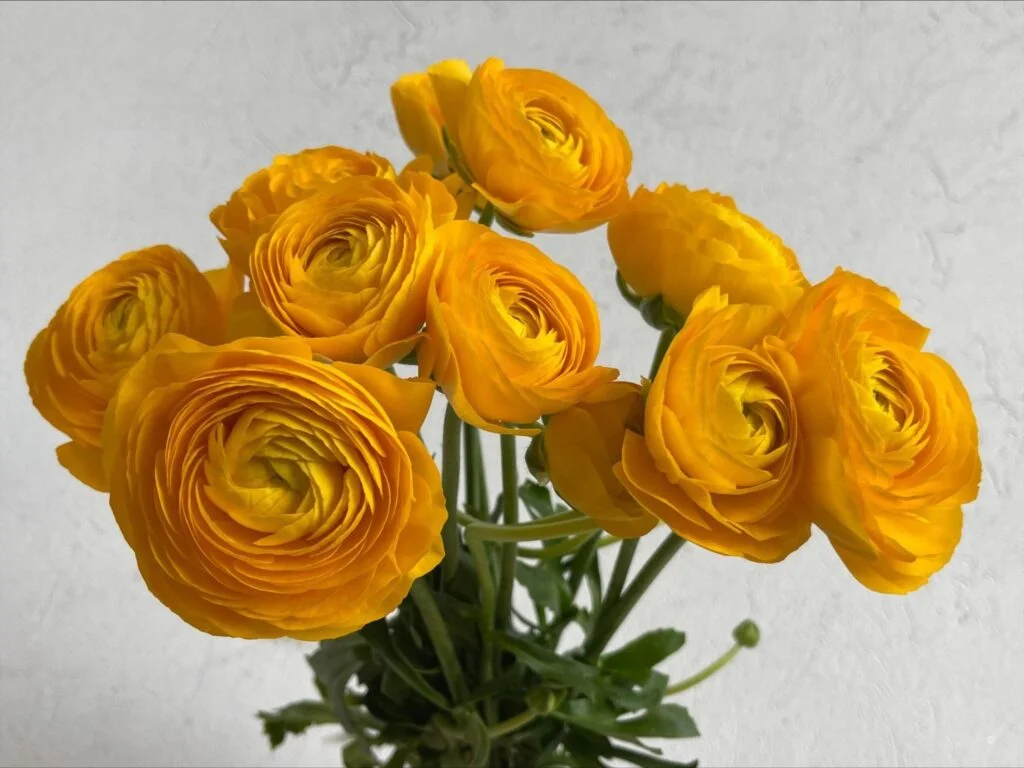 ranunculus yellow amazonflowers.us ranunculo yellow 24a6a892 9580 4866 a904 d75a1fade304 1536x1152 1