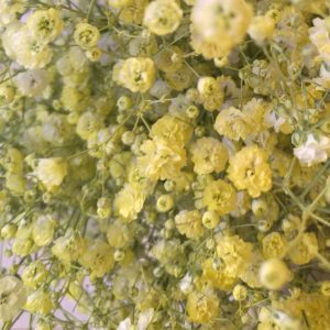 Fresh Baby's Breath Gypsophila -  Flowers - Proms & Weddings