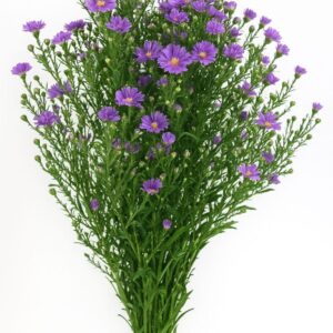 Aster Lavender (Premium)