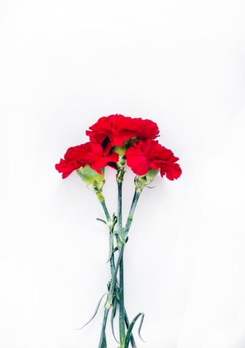 Carnations