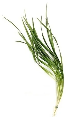 lilygrassgreenfiller 1