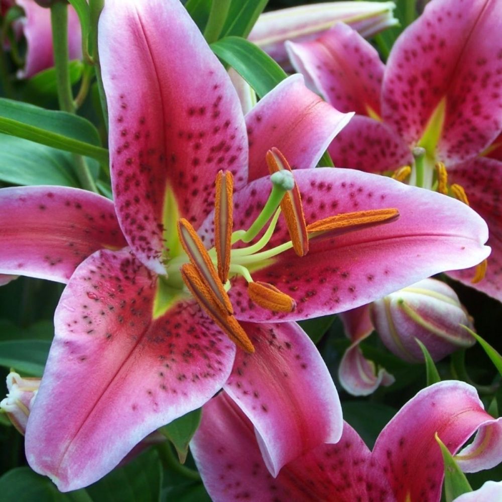 stargazer lilies stargazer lilie