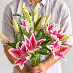Stargazer Lilies