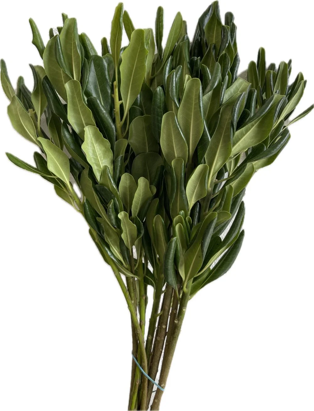 cocculos cocculos 2