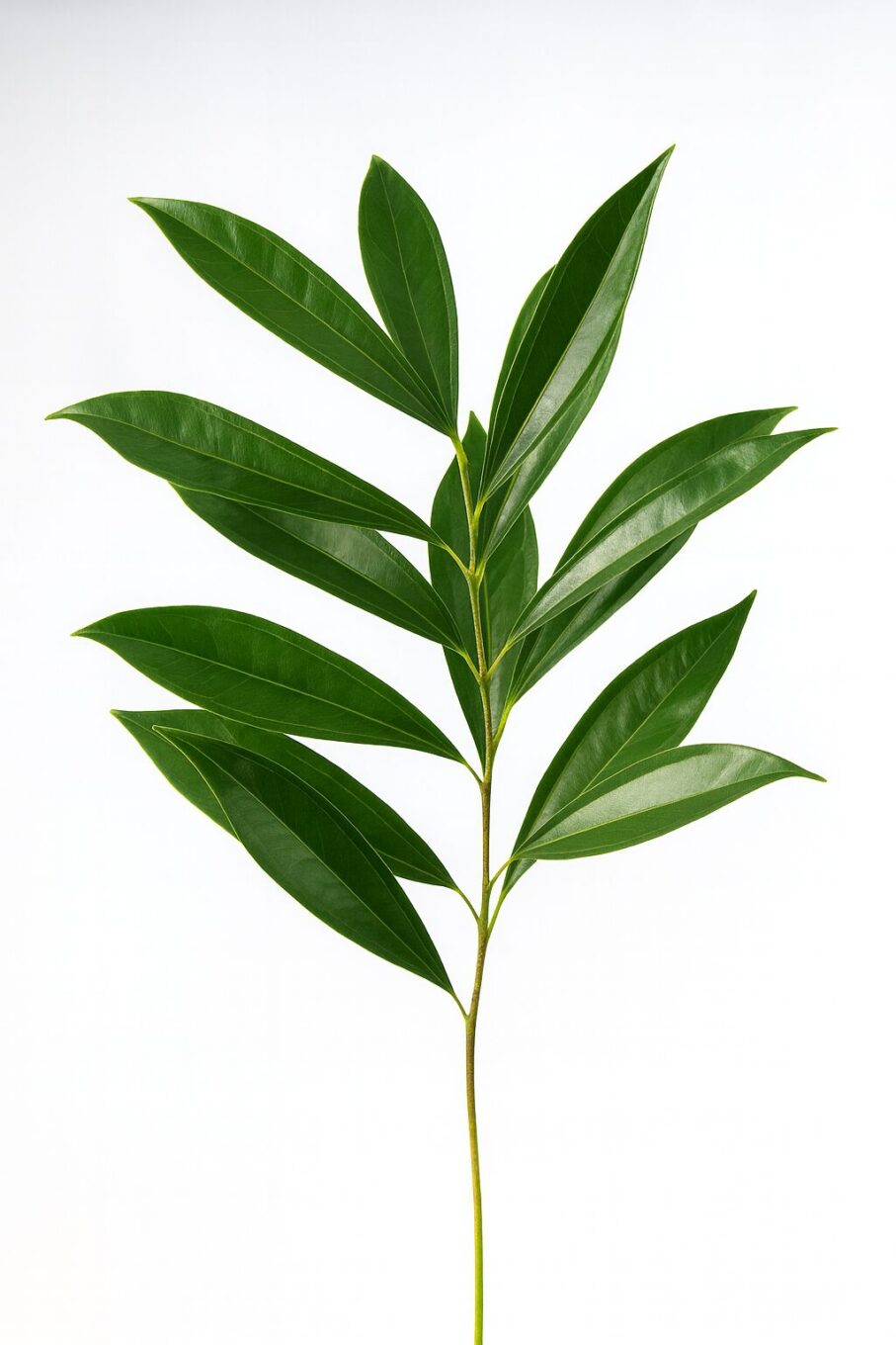 20251212_1744_Leaf Focus Enhancement_remix_01kcabq725ec9vh70crj3tdz8r (1) cocculos cocculos 20251212 1744 leaf focus enhancement remix 01kcabq725ec9vh70crj3tdz8r 1