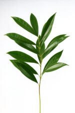 20251212_1744_Leaf Focus Enhancement_remix_01kcabq725ec9vh70crj3tdz8r