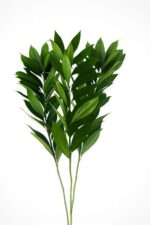 20251212_1805_Leaf Focus Enhancement_remix_01kcacxav5e82awev9nfag6mjv