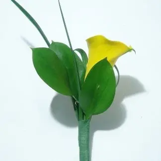 boutonniere sunlight sunlight