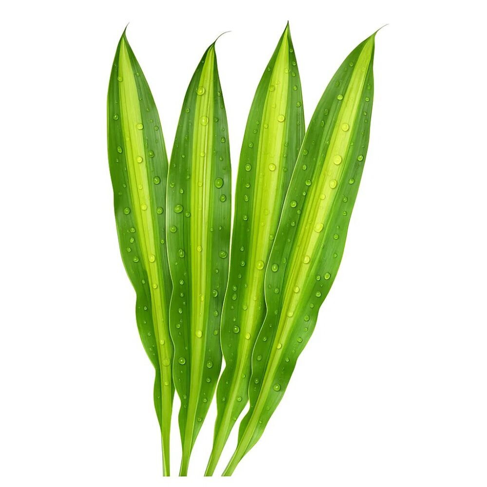 dracaena dracaena dracaena2