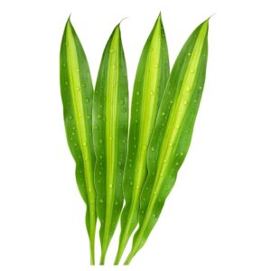 Dracaena