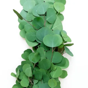 Eucalyptus Silver Dollar Garland