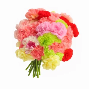Fresh Carnations (Premium)