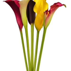 Minicallas - Color Callas Premium