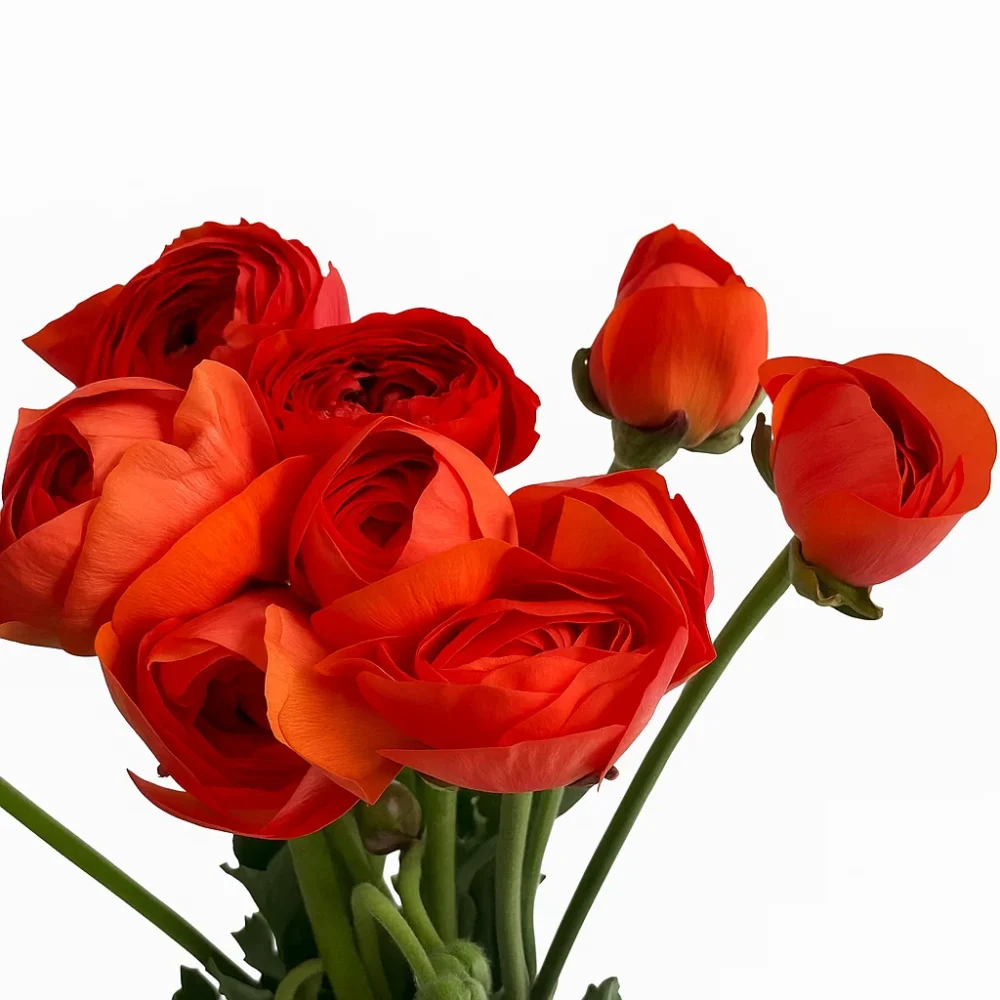 ia ranunculus red amazonflowers.us ranunculo red 03e5b9eb c158 4d55 85f8 6a4c4131b733 1152x1536 ia ranunculus red amazonflowers.us ranunculo red 03e5b9eb c158 4d55 85f8 6a4c4131b733 1152x1536 1