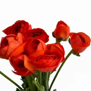 Ranunculus Red