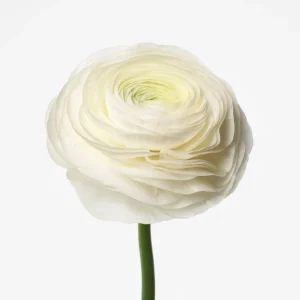 Ranunculus White